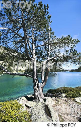 LE LAC D' AUMAR, RESERVE DU NEOUVIELLE, VALLEE D' AURE,  HAUTES-PYRENEES. (65F04524.jpg)