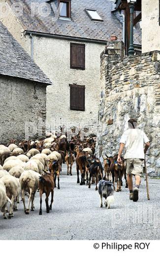 BERGER ET SES BETES DANS LE VILLAGE DE  ENS, VALLEE D' AURE, HAUTES-PYRENEES. (65F06917.jpg)