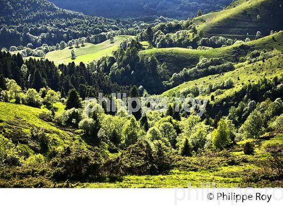 FORET DE MONTAGNE,  COL D' AZET, VALLEE D' AURE,  HAUTES-PYRENEES. (65F07011.jpg)