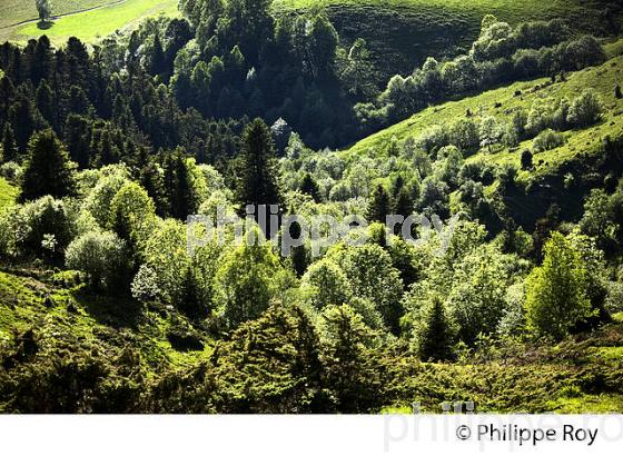 FORET DE MONTAGNE,  COL D' AZET, VALLEE D' AURE,  HAUTES-PYRENEES. (65F07012.jpg)