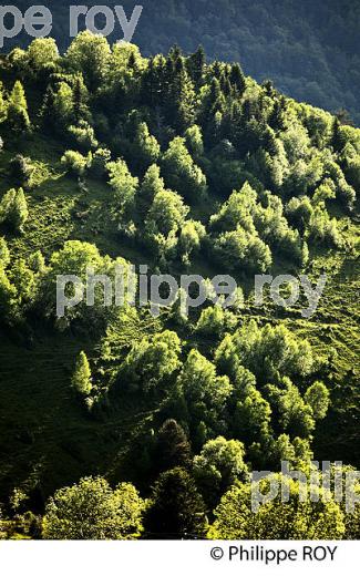 FORET DE MONTAGNE,  COL D' AZET, VALLEE D' AURE,  HAUTES-PYRENEES. (65F07014.jpg)