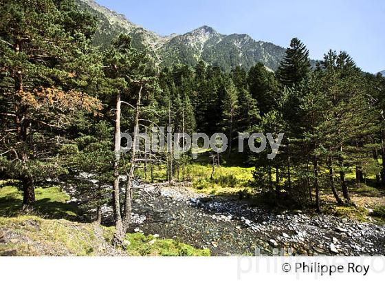 VALLEE DU RIOUMAJOU, EN ETE,  SAINT-LARY-SOULAN,  HAUTES-PYRENEES. (65F07032.jpg)