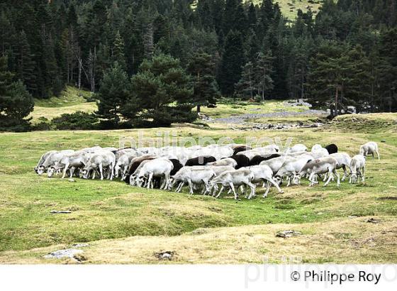 VALLEE DU RIOUMAJOU, EN ETE,  SAINT-LARY-SOULAN,  HAUTES-PYRENEES. (65F07122.jpg)