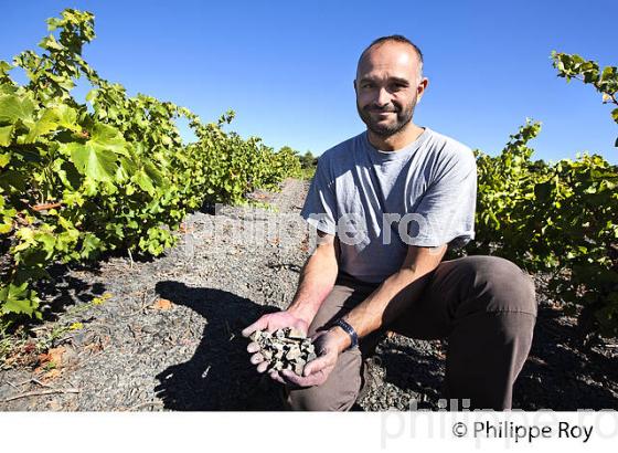 LAURENT PRATS, VITICULTEUR , DOMAINE SERRE ROMANI, IGP COTES CATALANES, RIVESALTES, ROUSSILLON, CATALOGNE. (66F00130.jpg)