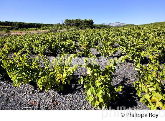 VIGNOBLE DE L' AGLY, AOP COTES CATALANES, ROUSSILLON, CATALOGNE. (66F00131.jpg)