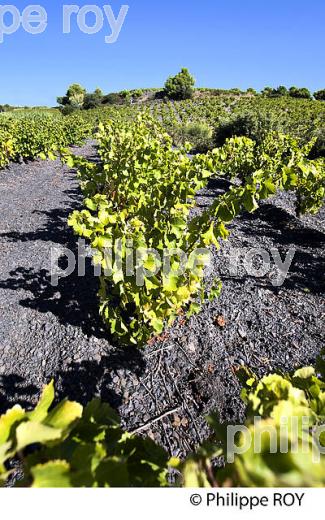 VIGNOBLE DE L' AGLY, AOP COTES CATALANES, ROUSSILLON, CATALOGNE. (66F00133.jpg)