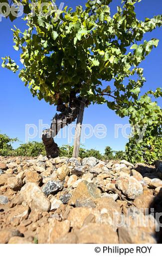 VIGNOBLE DE L' AGLY, AOP COTES CATALANES, ROUSSILLON, CATALOGNE. (66F00138.jpg)