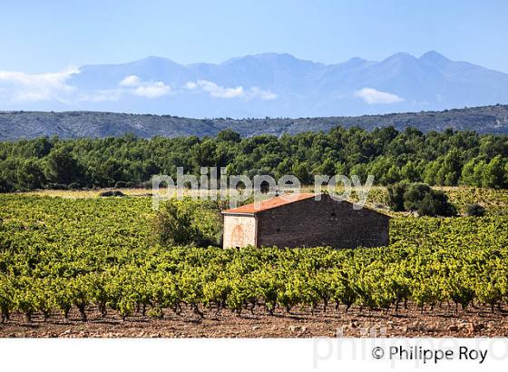 VIGNOBLE DE L' AGLY, AOP COTES CATALANES, ROUSSILLON, CATALOGNE. (66F00205.jpg)