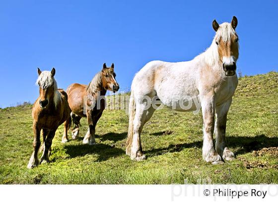 ELEVAGE DE CHEVAUX DE TRAIT ,  EYNE, CERDAGNE, ROUSSILLON, CATALOGNE, PYRENEES ORIENTALES. (66F01321.jpg)