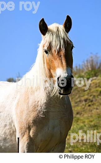 ELEVAGE DE CHEVAUX DE TRAIT ,  EYNE, CERDAGNE, ROUSSILLON, CATALOGNE, PYRENEES ORIENTALES. (66F01322.jpg)