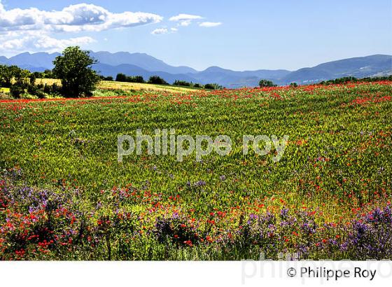 PAYSAGE AGRICOLE DE   CERDAGNE, SAILAGOUSE, ROUSSILLON, CATALOGNE, PYRENEES ORIENTALES. (66F01618.jpg)