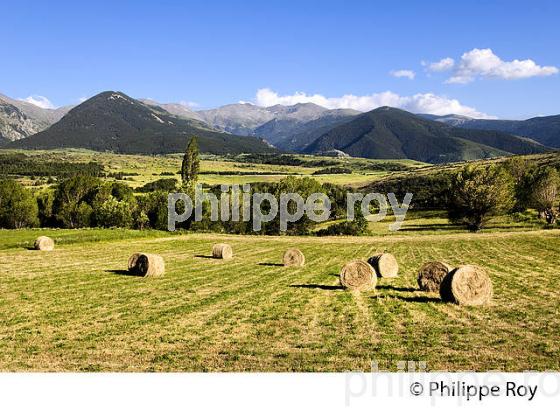 PAYSAGE AGRICOLE DE   CERDAGNE, ODEILLO, ROUSSILLON, CATALOGNE, PYRENEES ORIENTALES. (66F01628.jpg)