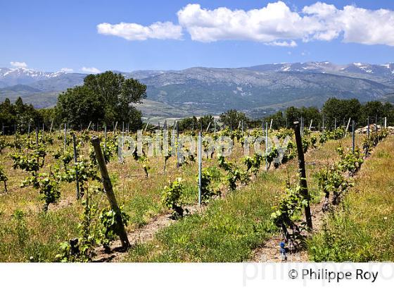VIGNOBLE DE MONTAGNE , CLOS CAL MATEU, SAINTE LEOCADIE,  CERDAGNE, ROUSSILLON, CATALOGNE, PYRENEES ORIENTALES. (66F01726.jpg)