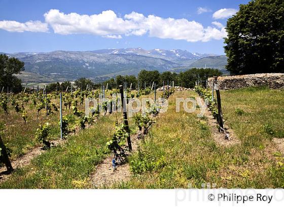 VIGNOBLE DE MONTAGNE , CLOS CAL MATEU, SAINTE LEOCADIE,  CERDAGNE, ROUSSILLON, CATALOGNE, PYRENEES ORIENTALES. (66F01727.jpg)