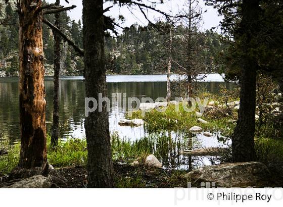 ESTANY NEGRE, ETANG NOIR, FONT-ROMEU,  CERDAGNE, ROUSSILLON, CATALOGNE, PYRENEES ORIENTALES. (66F01835.jpg)