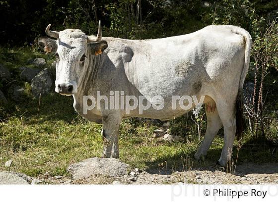 VACHE GASCONE, ELEVAGE BOVIN, AGRICULTURE DE MONTAGNE ,  CERDAGNE, ROUSSILLON, CATALOGNE (66F01905.jpg)