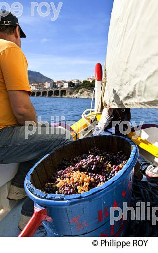 BARQUE CATALANE, FETE DES VENDANGES, VILLE DE  BANYULS-SUR-MER,  COTE VERMEILLE, ROUSSILLON, CATALOGNE. (66F02214.jpg)