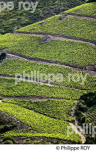 ROUTE DU VIGNOBLE  DE BANYULS A COLLIOURE,   COTE VERMEILLE, MASSIF DES ALBERES, ROUSSILLON, CATALOGNE. (66F02522.jpg)