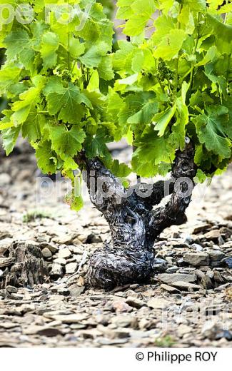 CEP DE VIGNE ET SOL DE SCHISTE, VIGNOBLE DE  BANYULS,  COTE VERMEILLE,  MASSIF DES ALBERES, ROUSSILLON, CATALOGNE. (66F02606.jpg)