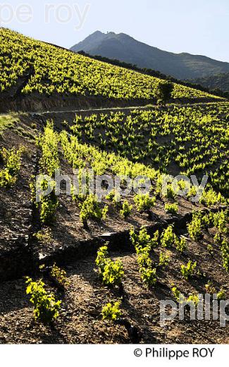 ROUTE DU VIGNOBLE  DE BANYULS A COLLIOURE,   COTE VERMEILLE, MASSIF DES ALBERES, ROUSSILLON, CATALOGNE. (66F02611.jpg)