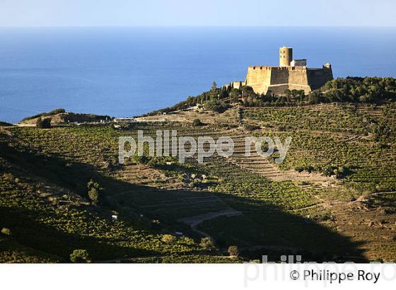 LE FORT SAINT ELME ET VIGNOBLE, COMMUNE DE  COLLIOURE,   COTE VERMEILLE, MASSIF DES ALBERES, ROUSSILLON, CATALOGNE. (66F02706.jpg)
