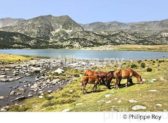 CHEVAUX, LAC LLAT, LES ETANGS DU  MASSIF DU CARLIT,  CERDAGNE, ROUSSILLON (66F03412.jpg)