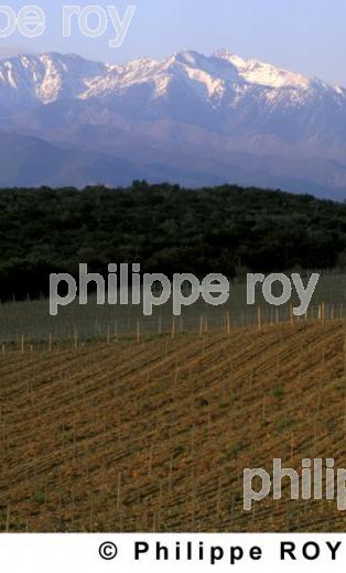 Vignoble du Roussillon (66V00106.jpg)