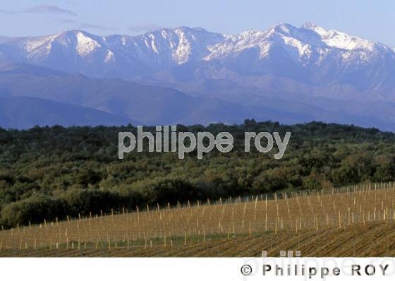 Le vignoble des Ctes de Roussillon (66V00107.jpg)