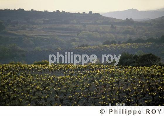 Le vignoble des Ctes de Roussillon (66V00108.jpg)