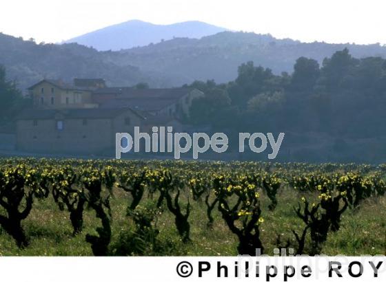 Vignoble du Roussillon (66V00123.jpg)