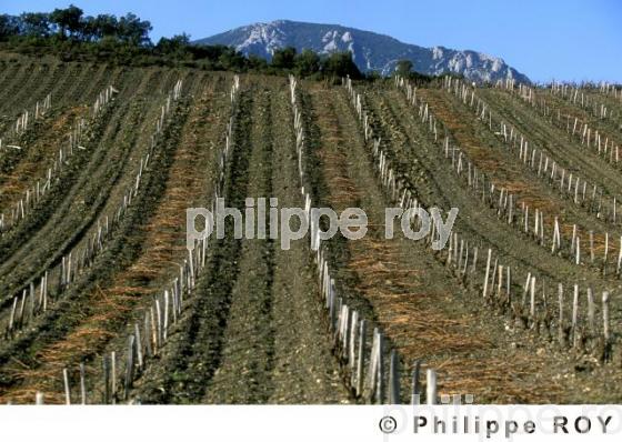 Vignoble du Roussillon (66V00134.jpg)