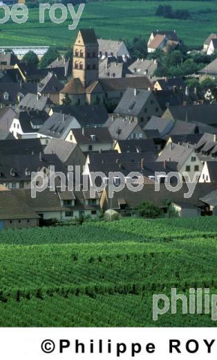 Vignoble d'Alsace (68V00101.jpg)