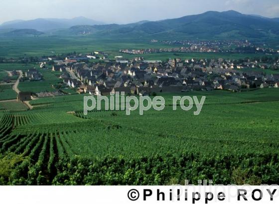 Vignoble d'Alsace (68V00102.jpg)