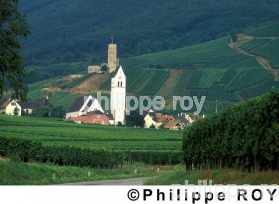 Vignoble d'Alsace (68V00103.jpg)