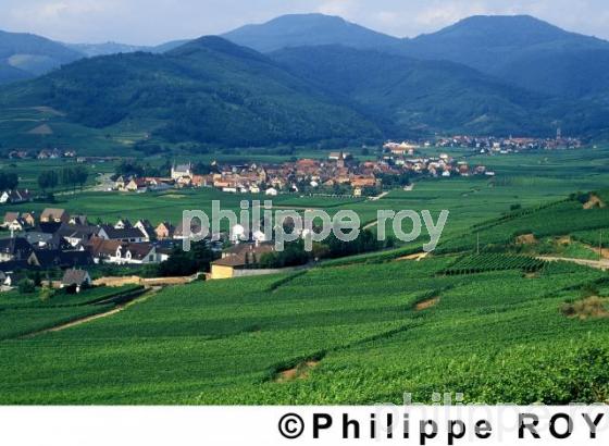 Vignoble d'Alsace (68V00105.jpg)