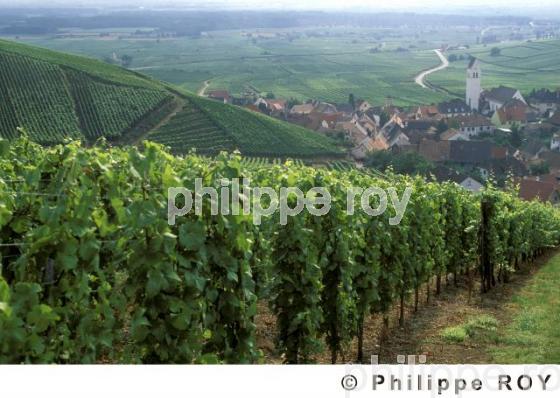 Le vignoble alsacien (68V00108.jpg)