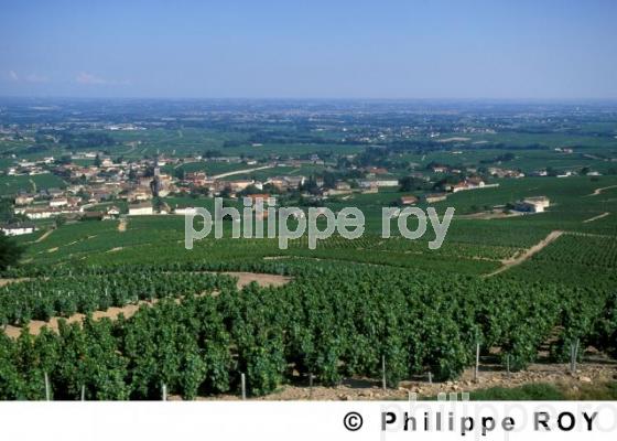 Le vignoble du Beaujolais (69V00121.jpg)