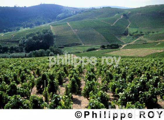 Le vignoble du Beaujolais (69V00125.jpg)