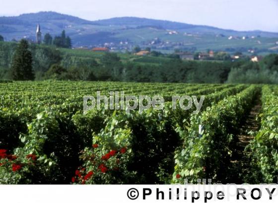 Le vignoble du Beaujolais (69V00138.jpg)