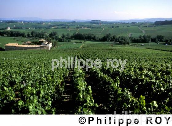 Le vignoble du Beaujolais (69V00206.jpg)