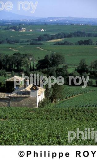 Le vignoble du Beaujolais (69V00207.jpg)