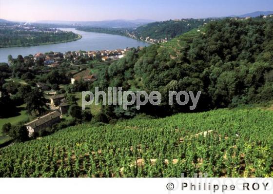 Le vignoble des Ctes du Rhne (69V00233.jpg)
