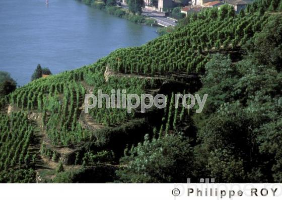 Le vignoble des Ctes du Rhne (69V00234.jpg)
