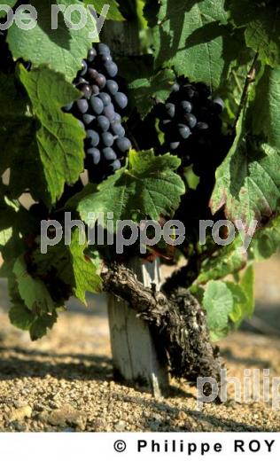 Le vignoble du Beaujolais (69V00325.jpg)