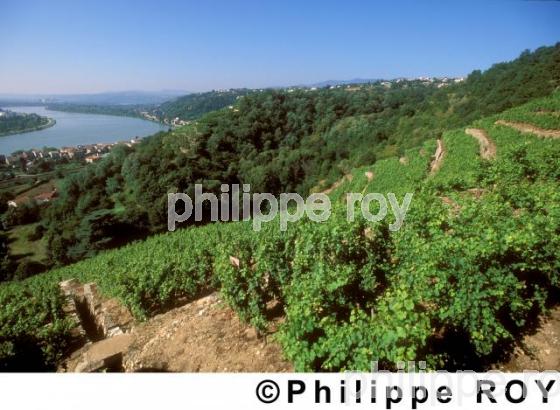 Le vignoble des Ctes du Rhne (69V00423.jpg)