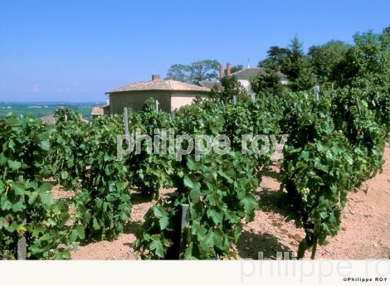 Le vignoble du Beaujolais (69V00517.jpg)