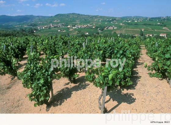 Le vignoble du Beaujolais (69V00518.jpg)
