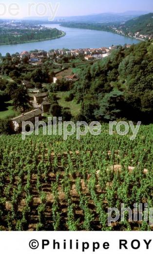 Le vignoble des Ctes du Rhne (69V00519.jpg)