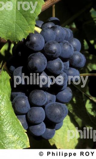 Le vignoble du Beaujolais (69V00520.jpg)