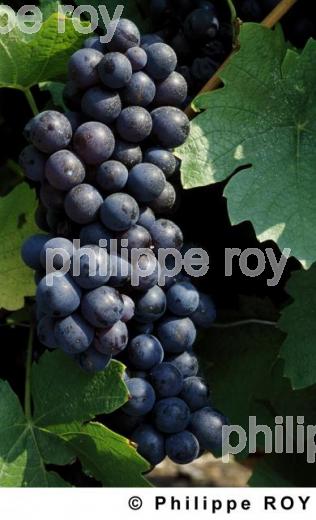 Le vignoble du Beaujolais (69V00521.jpg)